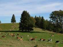 Jungviehherde auf der Sommerweide